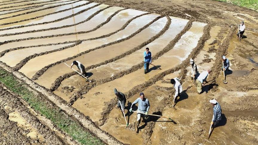 400 yıllık gelenek! Sabah 5’te kalkıyorlar, ne traktör var ne makine: 'Dededen babadan kalma'