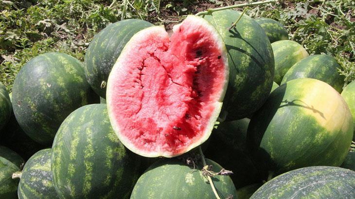 Adana’da sezonun ilk karpuz hasadı başladı; tarlada kilosu 7 TL