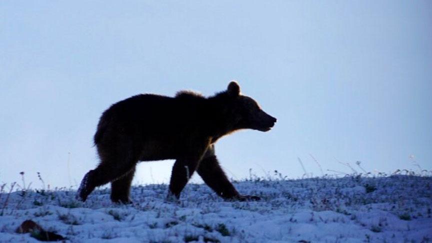 Ardahan'da yaşandı! Yolda önüne çıkan ayıyı kaydetmeye başladı, sonrası inanılmaz
