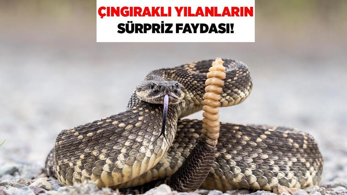 Çıngıraklı yılanların sürpriz faydası!
