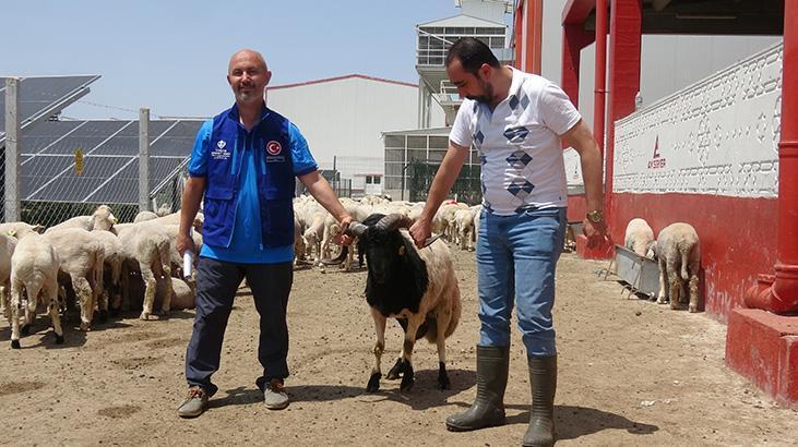 Cumhurbaşkanı Erdoğan'ın Diyanet Vakfı'na bağışladığı kurbanlık 2 koç, Konya'da kesildi