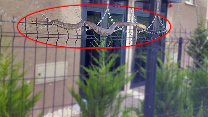 Dev yılan sitede oturanların kabusu oldu! Kimse korkudan yaklaşamadı