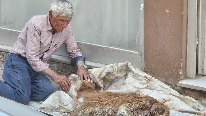 Hasta buzağısına bebek gibi sarıldı! Saatlerce gözyaşı döktü