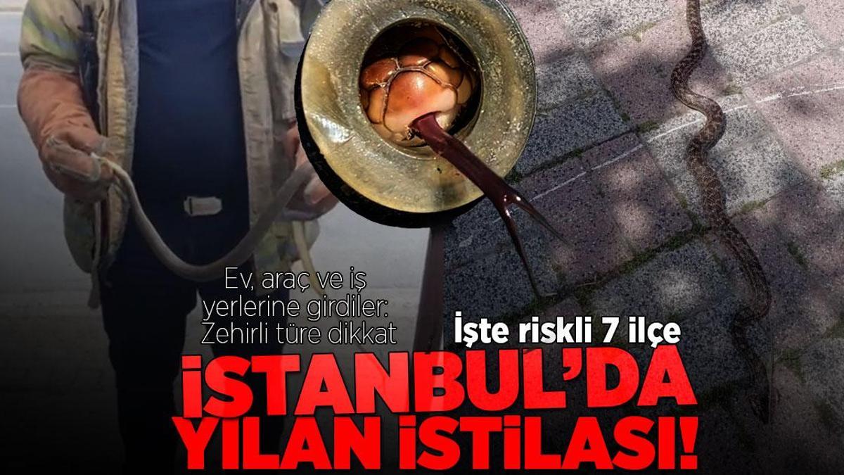İstanbul’da yılan istilası! Ev, araç ve iş yerlerini baştılar: İşte en riskli 7 ilçe...