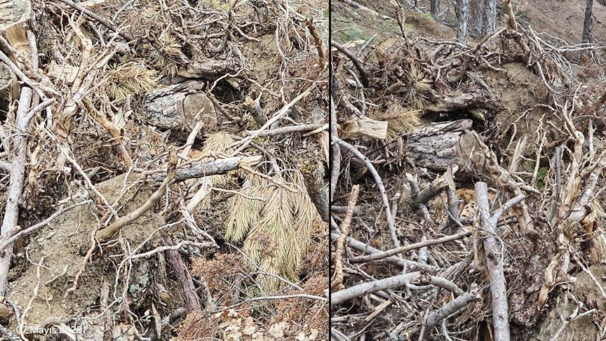 Kendini ve yavrularını kamufle etti! Fotoğrafa dikkatli bakınca fark ediliyorlar
