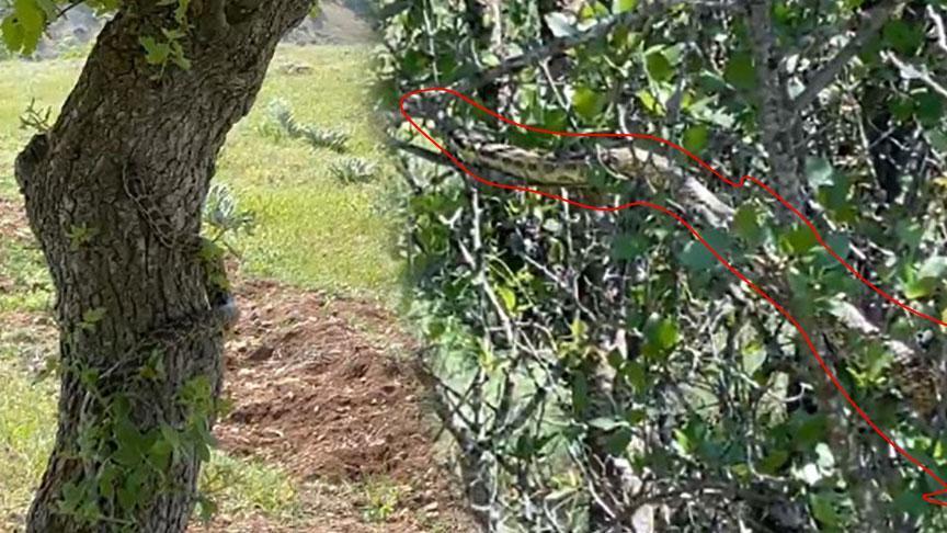 Kentte büyük panik! Metrelerce uzunluktaki dev yılanı ağaçta fark etti