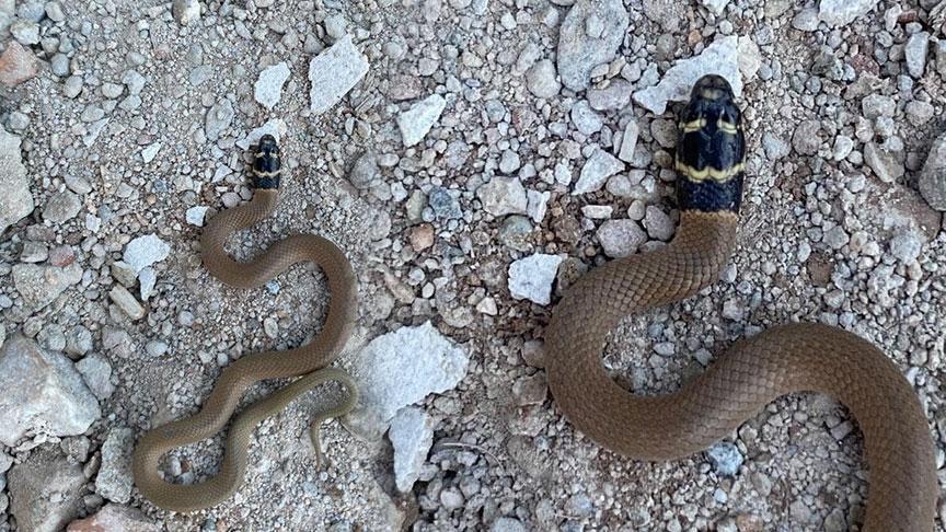 Kentte ilk defa görüldü! Siyah başlı ‘Kırbaç yılanı’ panik yarattı