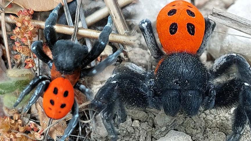 'Kırmızı listede' yer alıyor! Dünyada ender rastlanan tür Çanakkale'de görüldü