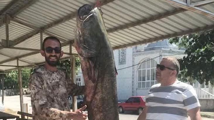 Meriç Nehri'nde 80 kilogramlık yayın balığı yakalandı Meriç Nehri'nde yakalanan dev! Kem