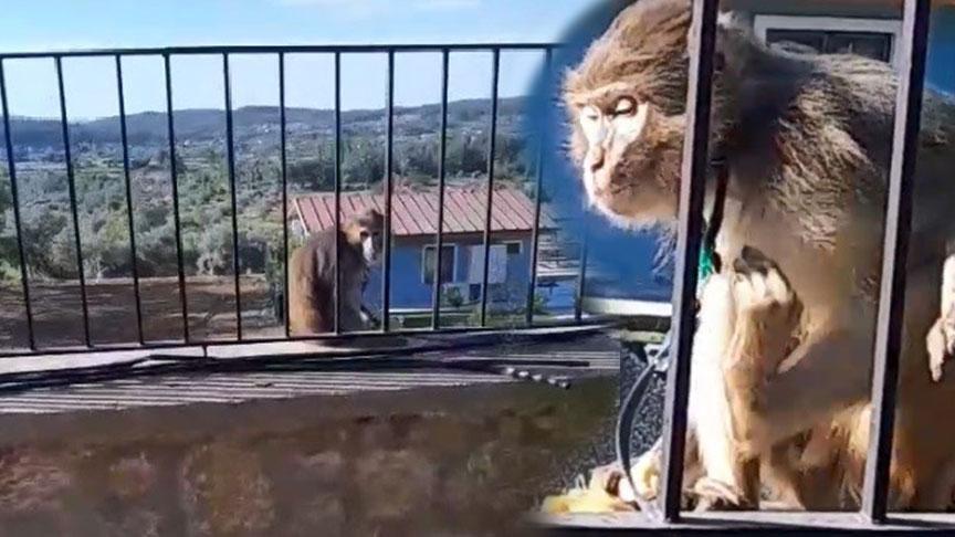 Muğla'da kaçak maymun paniği! Ekipler alarma geçti