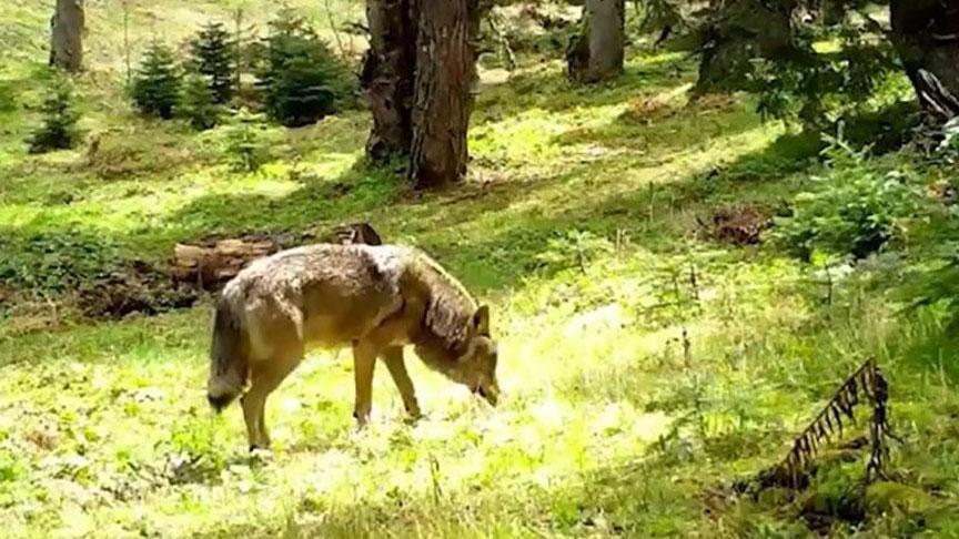 Nesli tükenmekte olan Bozkurt fotokapana yakalandı