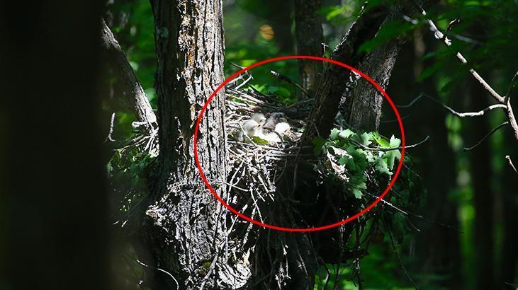 Ormanı gezerken 'kartal yuvası'na denk geldi! Şakına çeviren manzara
