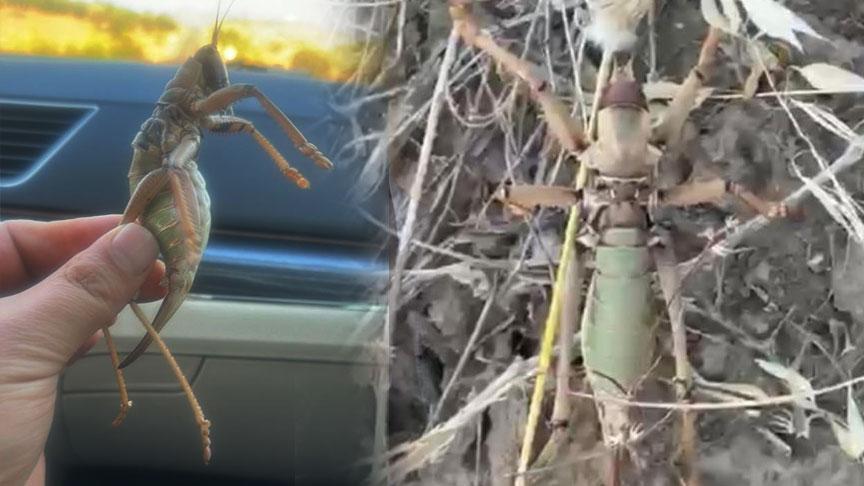 Piknik yapan vatandaşlar görür görmez dehşete kapıldı!