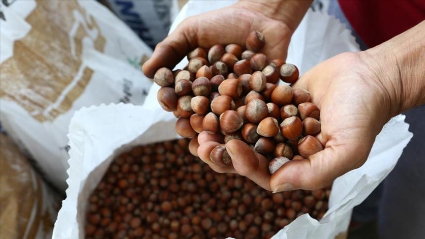 Rekabet Kurumu Başkanı Küle'den fındık alım sezonu öncesi sektöre uyarı
