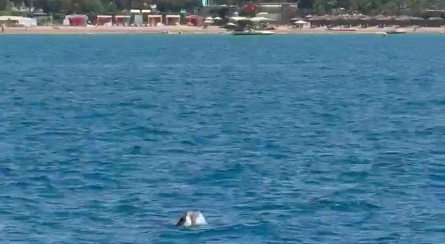 Side açıklarında görüntülendi! Turistler büyük heyecan yaşadı
