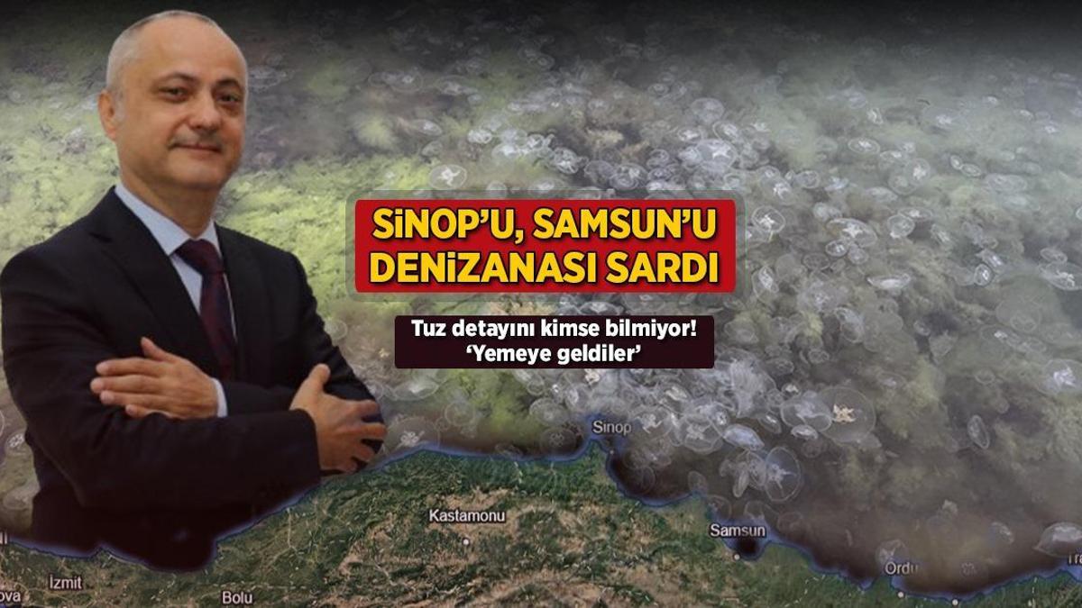 Sinop'u, Samsun'u denizanası sardı! Tuz detayını kimse bilmiyor: 'Yemeye geldiler'
