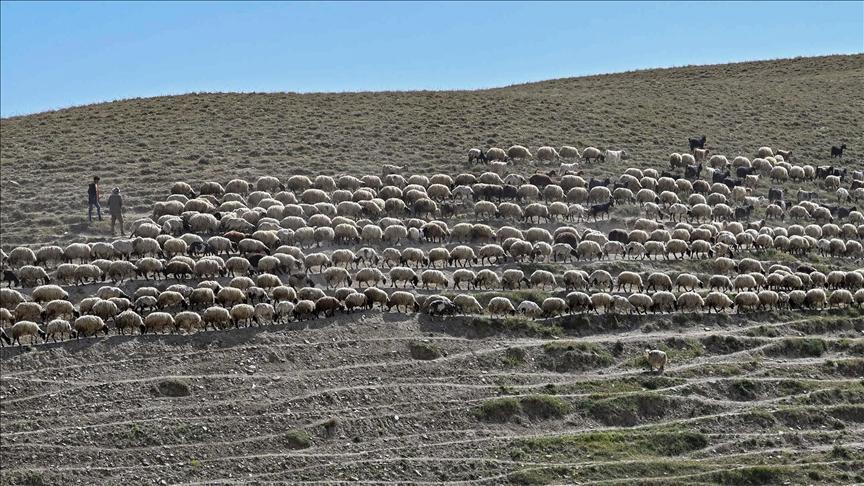 Van'da besicilere dağıtılan koyun sayısı 235 bine ulaştı