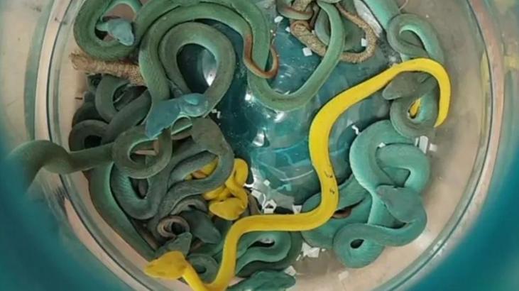 Yolcunun valizinden 48 zehirli yılan ile 5 kaplumbağa çıktı!